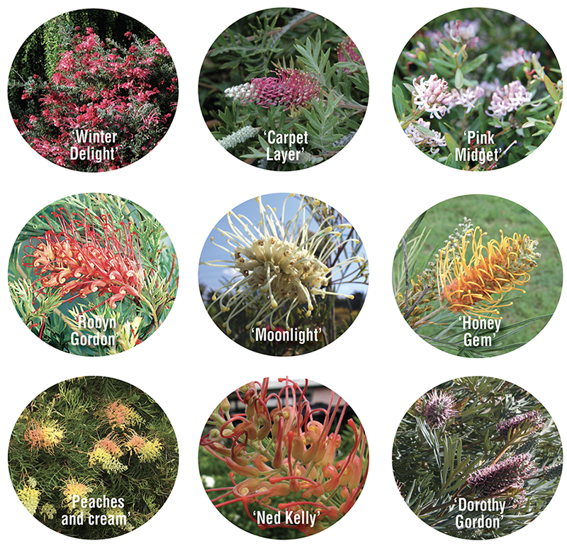 HOW TO GROW GREVILLEAS Searles Gardening